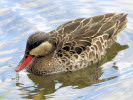 Red-Billed Teal (WWT Slimbridge September 2010) - pic by Nigel Key